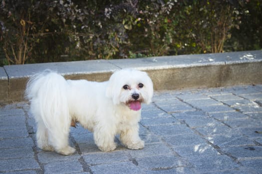 White maltese bichon on the grass outdoors. No people