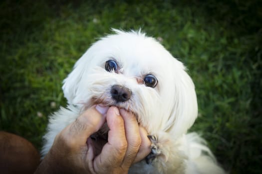 White maltese bichon on the grass outdoors. No people