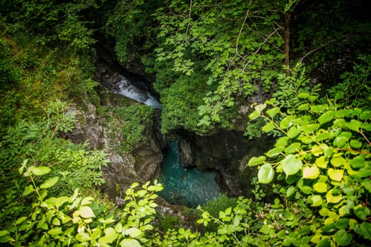 A river running through a lush green forest