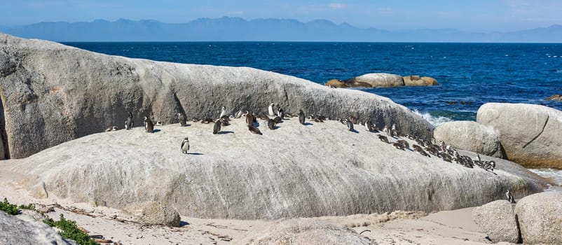 Penguins on the rocks at Boulders Beach in South Africa. Flightless birds playing and relaxing on a secluded and empty beach in summer. Animals on a popular tourist seaside attraction in Cape Town.