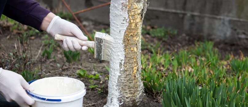 a male farmer covers a tree trunk with protective white paint against pests. Selective focus