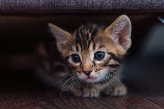 Cute one month-old brown Bengal kitten laying on a wooden floor under the sofa.