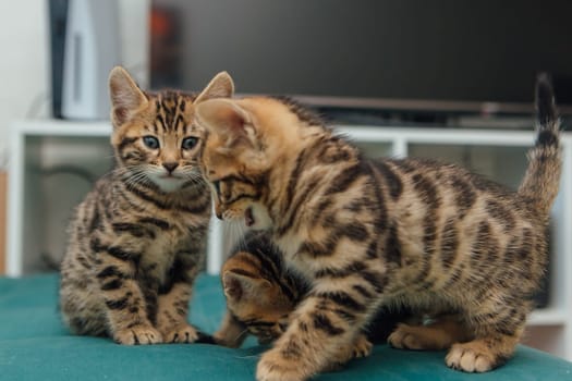 Three cute one month old bengal kittens sitting on the sofa in the house