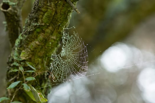 A spider web hanging from a tree branch
