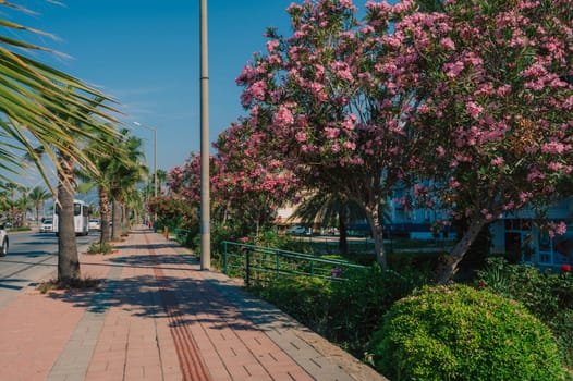 Summer blooming oleander flowers in residential area on Alanya street, Turkey
