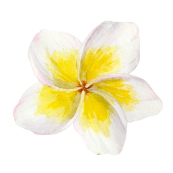 White frangipani illustration. Watercolor hand drawn clip art of exotic flower plumeria. Tropical painting for wedding invitations, spa and massage salon prints, cosmetic packing, travel guides.