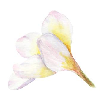 White frangipani illustration. Watercolor hand drawn clip art of exotic flower plumeria. Tropical painting for wedding invitations, spa and massage salon prints, cosmetic packing, travel guides.