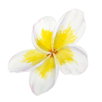 White frangipani illustration. Watercolor hand drawn clip art of exotic flower plumeria. Tropical painting for wedding invitations, spa and massage salon prints, cosmetic packing, travel guides.