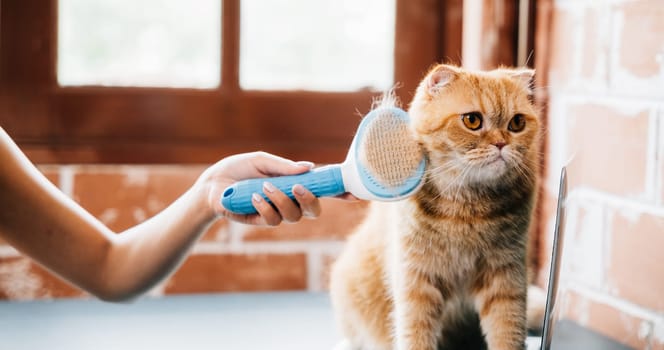 A woman and her Scottish Fold cat share a grooming routine as she affectionately combs the cat's long fur, ensuring cleanliness and pet care. Piles of cat hair showcase their bond.