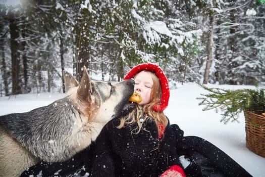 Cute little girl in red cap or hat and black coat with basket of green fir branches treats with pie of big dog shepherd as wolf in snow forest on cold winter day. Fun and fairytale on photo shoot