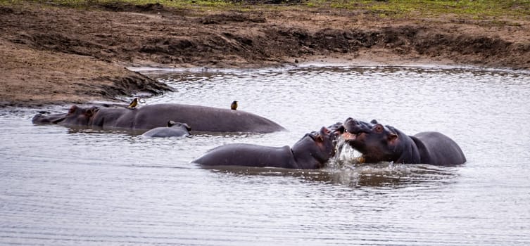 Wild Hippopotamus close ups in Kruger National Park, South Africa. High quality photo