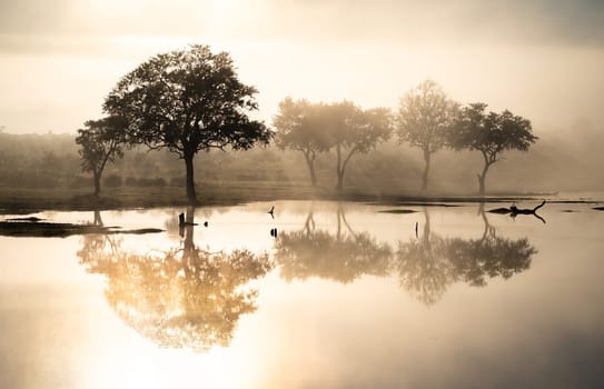 Savannah pond in the morning fog in Kruger National Park, South Africa. High quality photo