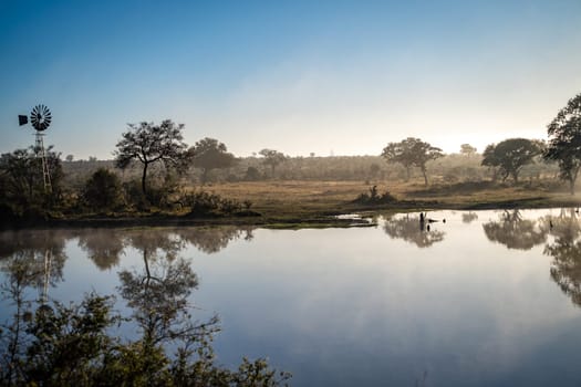 Savannah pond in the morning fog in Kruger National Park, South Africa. High quality photo