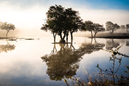 Savannah pond in the morning fog in Kruger National Park, South Africa. High quality photo