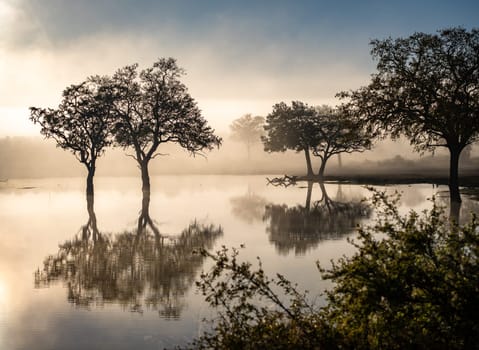 Savannah pond in the morning fog in Kruger National Park, South Africa. High quality photo
