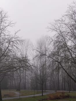 Cold foggy day in a park on winter season