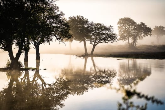 Savannah pond in the morning fog in Kruger National Park, South Africa. High quality photo