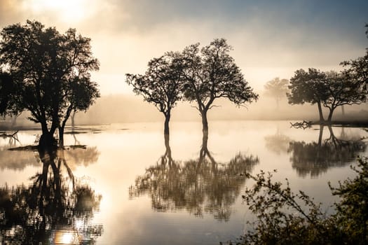 Savannah pond in the morning fog in Kruger National Park, South Africa. High quality photo