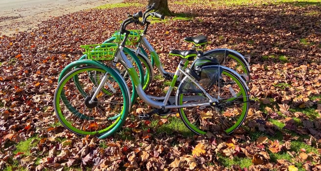 Green bycicles in recreational park on autumn season