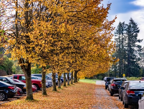 Autumn walkway under yellow trees beside the road with parked cars