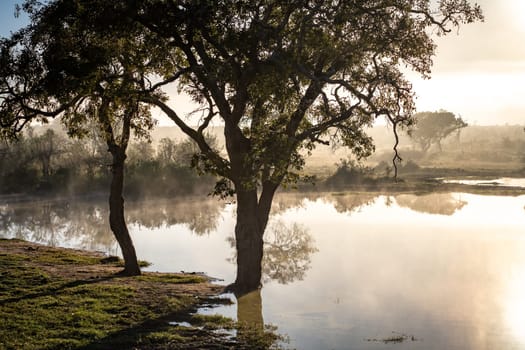 Savannah pond in the morning fog in Kruger National Park, South Africa. High quality photo