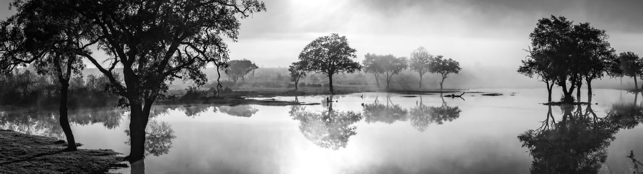 Savannah pond in the morning fog in Kruger National Park, South Africa. High quality photo