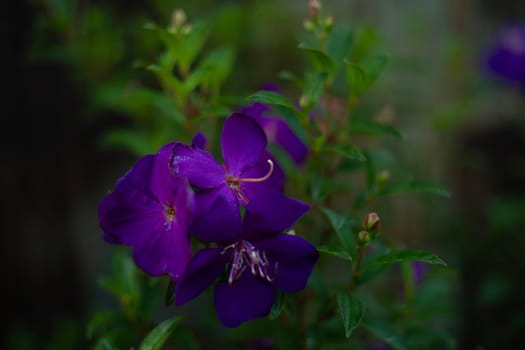 The Tibouchina is a genus of flowering plants in the family Melastomataceae. One popular species within this genus is Tibouchina urvilleana, commonly known as the "Princess Flower" or "Glory Bush." 