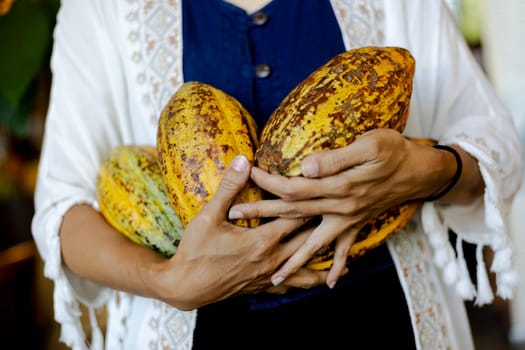Asian Woman farmer holds the cocoa fruit in the crate. Raw Cocoa fruit pod in woman hands. Harvesting natural cacao raw fruits.