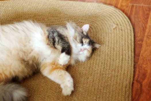 Cute cat sleeping in the house. resting lazily. Cat life. Selective focus