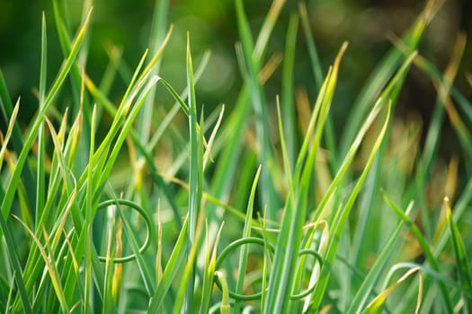 Green onion seedlings planting. Agricultural landscape of the onion plantation.