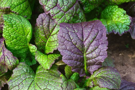 Mustard greens are one of the popular leaf vegetables harvested mustard greens in garden. Texture