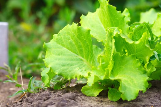 Raw green salad leaves organic vegetables healthy food in home garden.