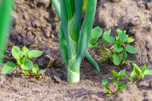 Green onion seedlings planting. Agricultural landscape of the onion plantation.