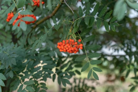 Red rowan berries on the tree. Rowan berries are edible berries. Selective focus