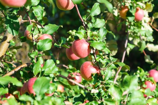 Red apple on a tree close-up. A ripe apple on a branch. Harvesting apples. Juicy beautiful fruits on the tree. Selective focus