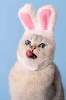 Funny white cat in a hat with bunny ears licks, sticking out his tongue, on a blue background. Vertical