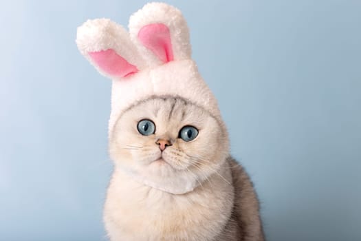 Portrait of cute white cat in hat with bunny ears on blue background. Look at camera. Copy space