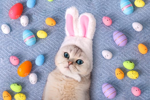 Adorable white cat in hat with bunny ears lie on bed with colorful eggs on blue background. Top view