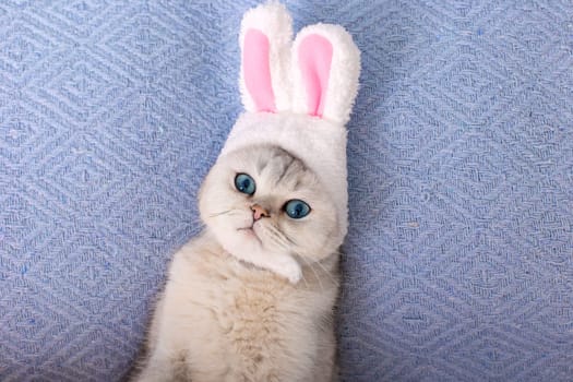 Cute white cat in hat with bunny ears lie on bed on blue knitting blanket background. Top view. Copy space