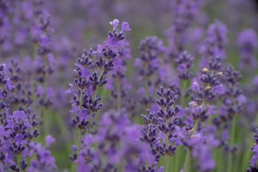 Lavender flower field, Blooming purple fragrant lavender flowers. Growing lavender swaying in the wind, harvesting, perfume ingredient, aromatherapy.