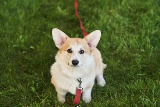 Welsh Corgi Pembroke dog sits on a manicured green lawn in a park in summer. High quality photo