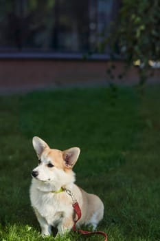 Welsh Corgi Pembroke dog sits on a manicured green lawn in a park in summer. High quality photo