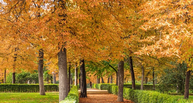 Autumn landscape of El Retiro Park, the oldest in the city of Madrid, in Spain.