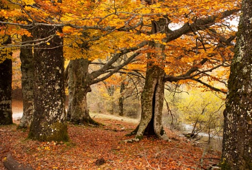 Beech forest in autumn near the town of Montejo de la Sierra in Spain. It is the southernmost beech forest in Europe.