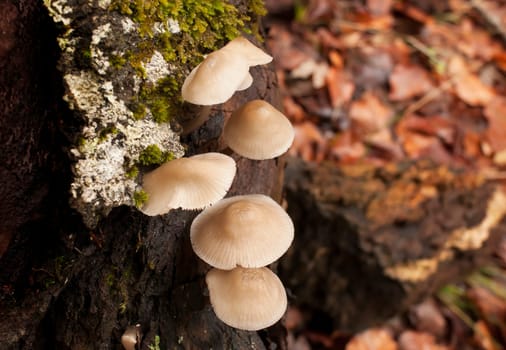 Group of mushrooms on a tree trunk in autumn. Image with shallow depth of field.