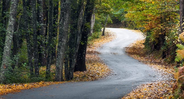 Solitary path between trees and vegetation in autumn.