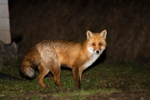 fox at dusk in the backyard , wild animal