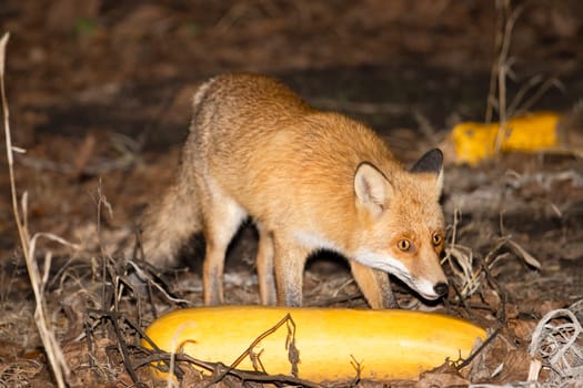 fox at dusk in the pumpkin patch , wild animal