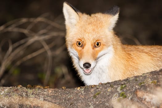 fox close-up portrait at dusk feeding on a feeding trough , wild animal