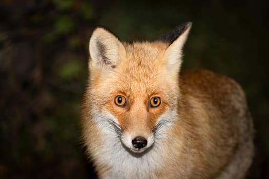 fox close-up portrait at dusk , wild animal